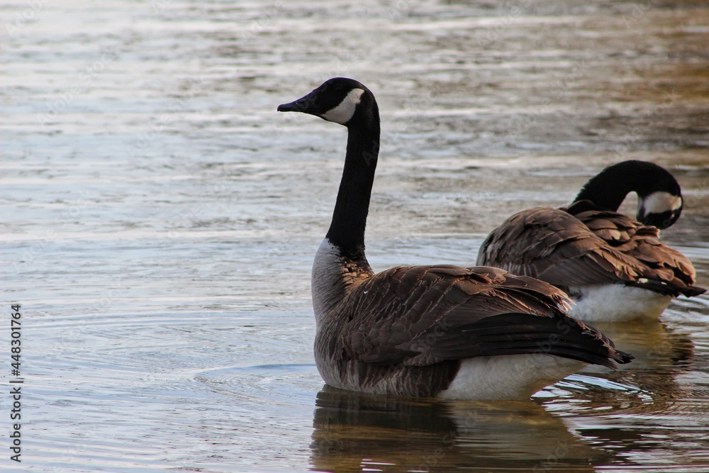 goose goose