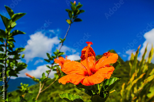 Tahiti tropical lush vegetation, flowers, plants, trees, leaves, palms, Tahiti, French Polynesia, Pacific islands, South Pacific