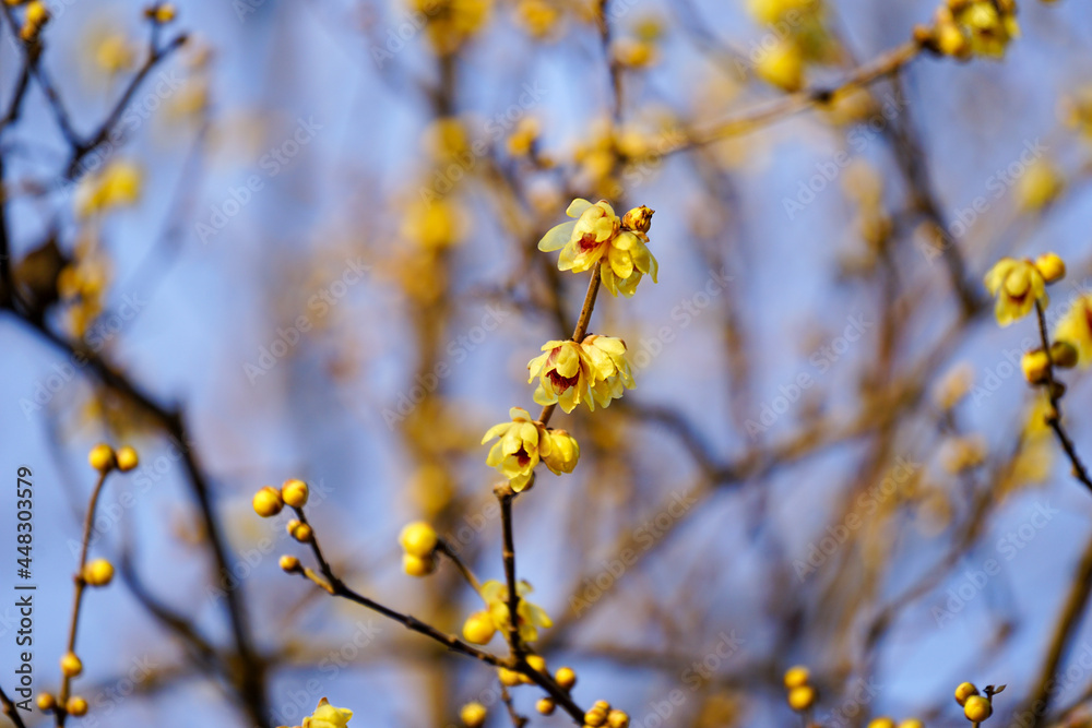 黄色い花を咲かせた蝋梅の木