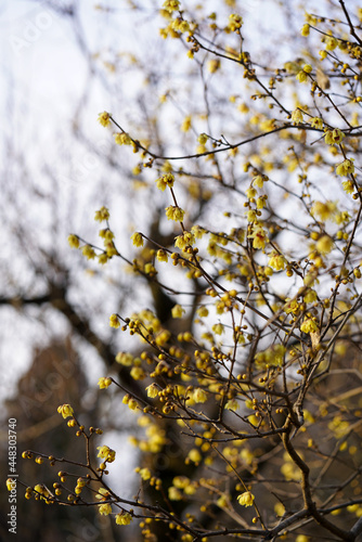 黄色い花を咲かせた蝋梅の木 © ykimura65