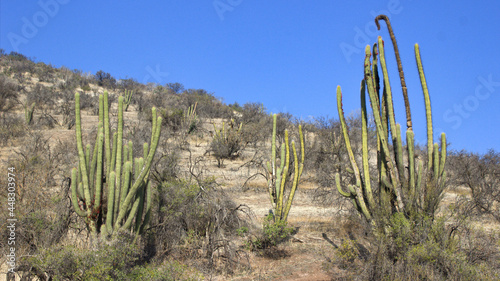 Three cacti on the hillside