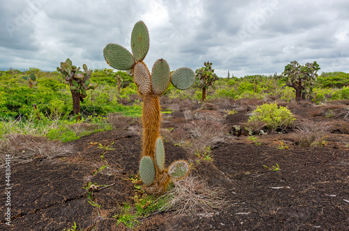 Volcanic landscape with Opuntia cactus close to the Sierra Negra volcano on Isla Isabela, Galapagos Islands, Ecuador.  photo