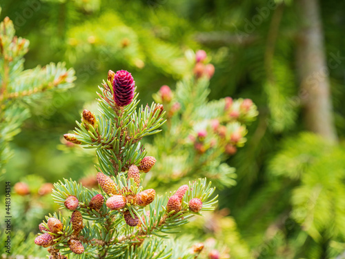 Close up shot of purple pine cone