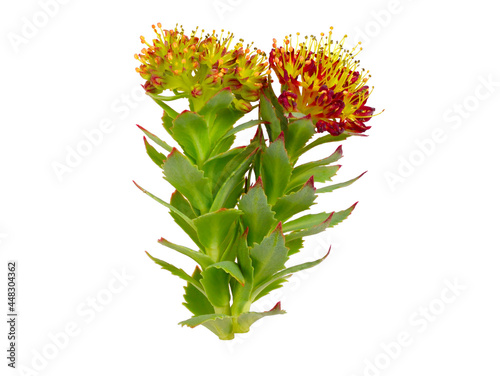 Rhodiola Rosea or Golden Root, Rose Root, Roseroot, Aaron's Rod, Arctic Root, King's Crown, Lignum Rhodium, Orpin Rose. Isolated on White. photo