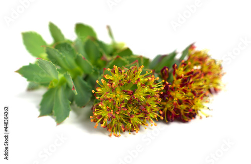 Rhodiola Rosea Medicinal Flower Plant. Isolated on White.