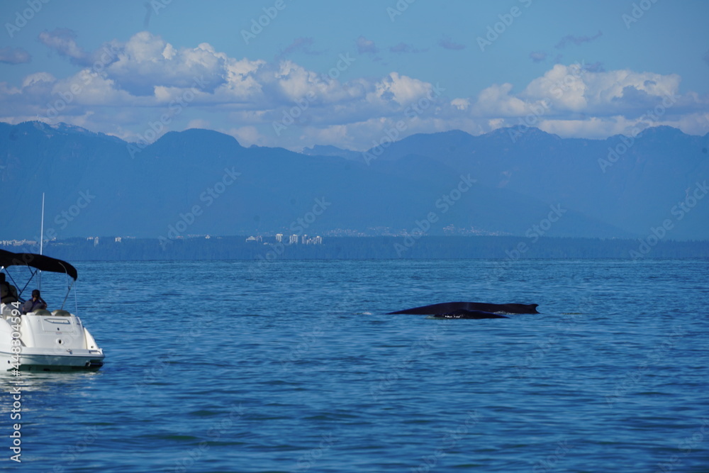 ホエールウオッチング　クジラ　背びれ　鯨　レジャー　海　楽しい　夏休み　バンクーバー　水面　海の哺乳類