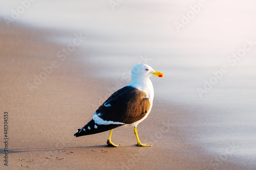 Fototapet seagull walking on the beach at sunset