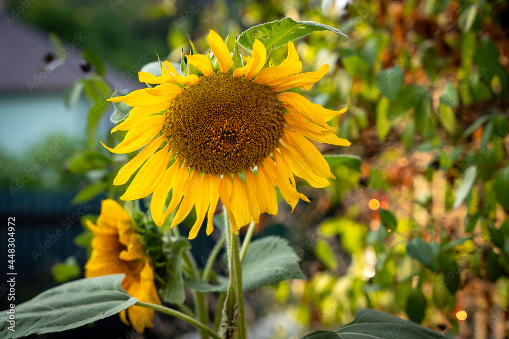 Obraz premium Sunflower, yellow sunny flower, closeup, beautiful sunshine bokeh, summer vibes
