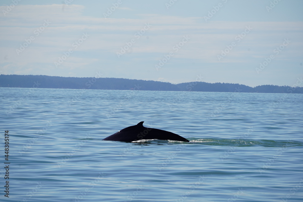 Fototapeta premium ホエールウオッチング クジラ 背びれ 鯨 レジャー 海 楽しい 夏休み バンクーバー 水面