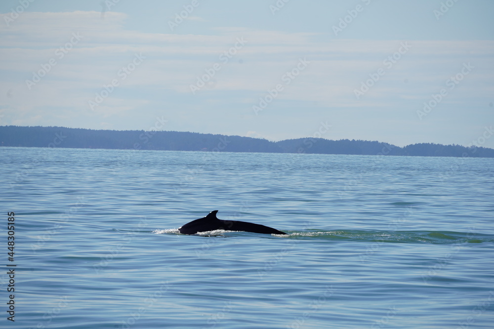 Fototapeta premium ホエールウオッチング クジラ 背びれ 鯨 レジャー 海 楽しい 夏休み バンクーバー 水面