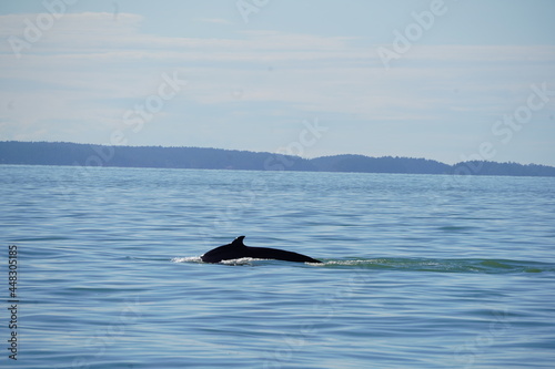 ホエールウオッチング　クジラ　背びれ　鯨　レジャー　海　楽しい　夏休み　バンクーバー　水面 © Yuko