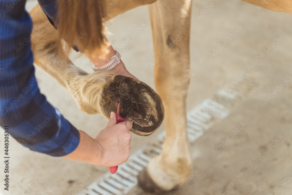 Girl holding the leg of a Palomino horse cleaning horse hoof outside