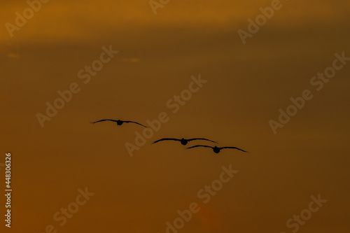 Pelicans fly at dusk in a bay