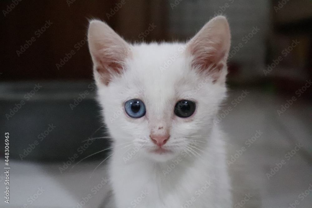 I have a pet cat the color is white. It have a beautiful eyes and different colors,the right is blue and the left is green.It so very cute.I love my pet very much.