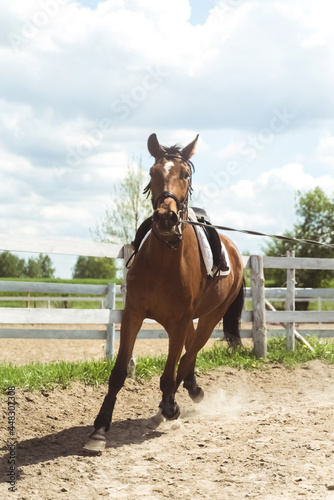 A Dark brown horse being lunge trained during the daytime. Running along the wooden fence in the sandy arena. Horse routine exercises. Lunging exercise. Low angle shot. Cloudy sky in the background.