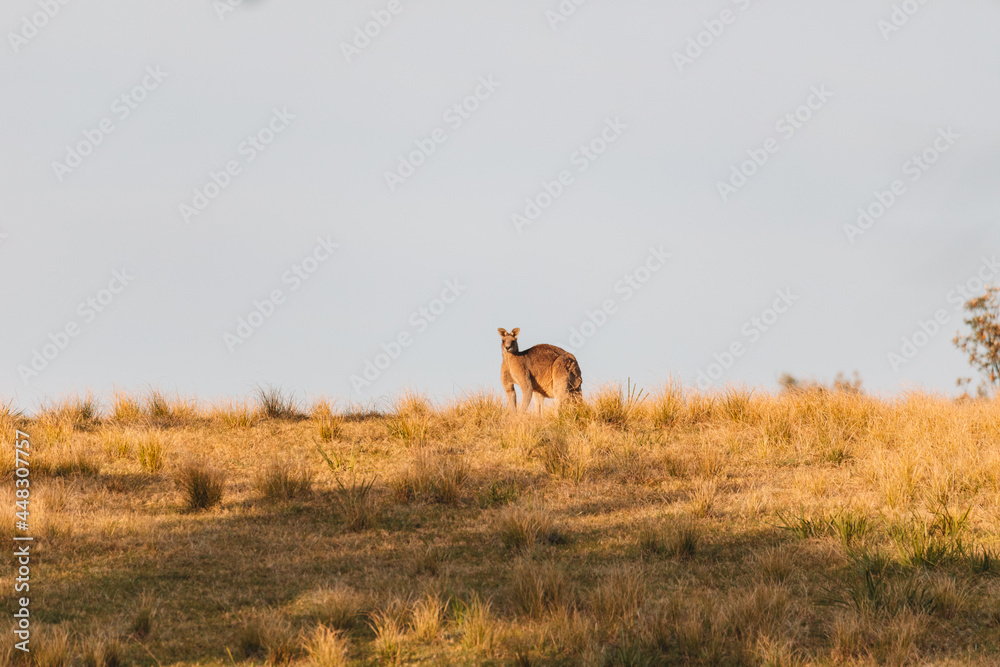 Male Eastern Grey Kangaroo in a field. Male Eastern Grey Kangaroo in a field.