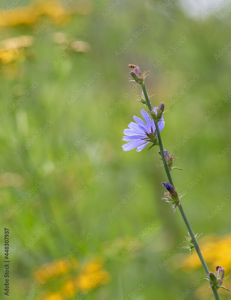 A mauve chicory (Cichorium intybus) flower in a field in summer
A mauve chicory (Cichorium intybus) flower in a field in summer