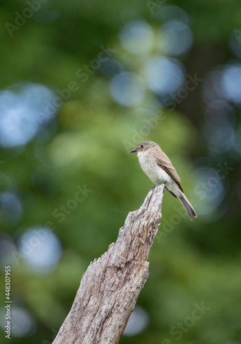 A closeup of an Eastern Phoebe ( Sayornis phoebe) perched on a stump with green nature background 