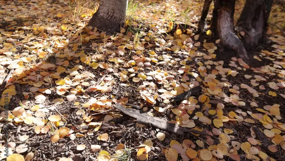 : Gimbal walk thourgh forest floor between trucks with fallen leaves and blowing grasses : Gimbal walk thourgh forest floor between trucks with fallen leaves and blowing grasses