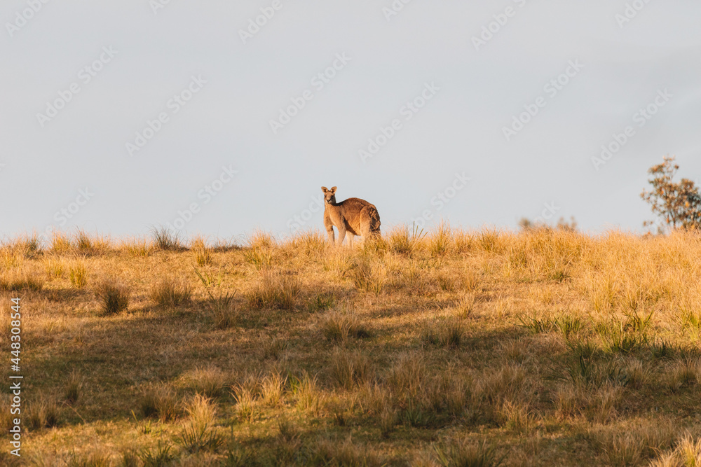 Male Eastern Grey Kangaroo in a field. Male Eastern Grey Kangaroo in a field.