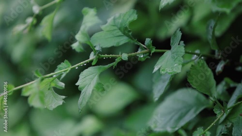 Green foliage with raindrops