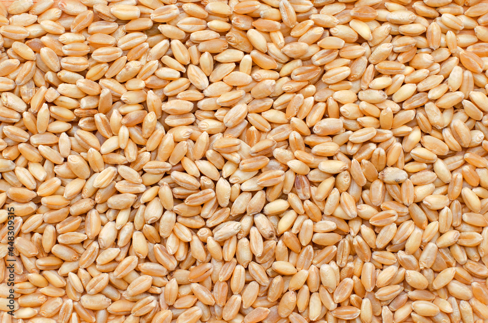 Top view of dry organic wheat seed background after harvested from the farm, for healthy food ingredient or agricultural product concept Top view of dry organic wheat seed background after harvested from the farm, for healthy food ingredient or agricultural product concept