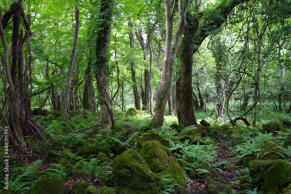 a refreshing summer forest with a path a refreshing summer forest with a path