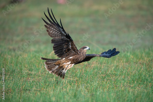 The Black Kite was taking off