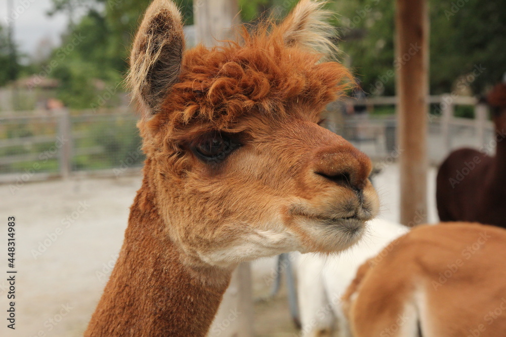 llama head close-up