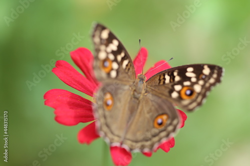 butterfly on red flower
