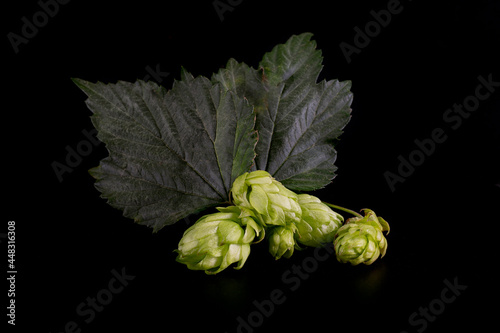Cones of flowering hops close-up. Ingredient in the beer industry.