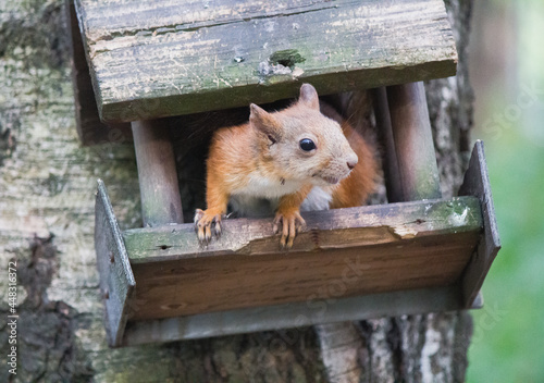 squirrel in a tree