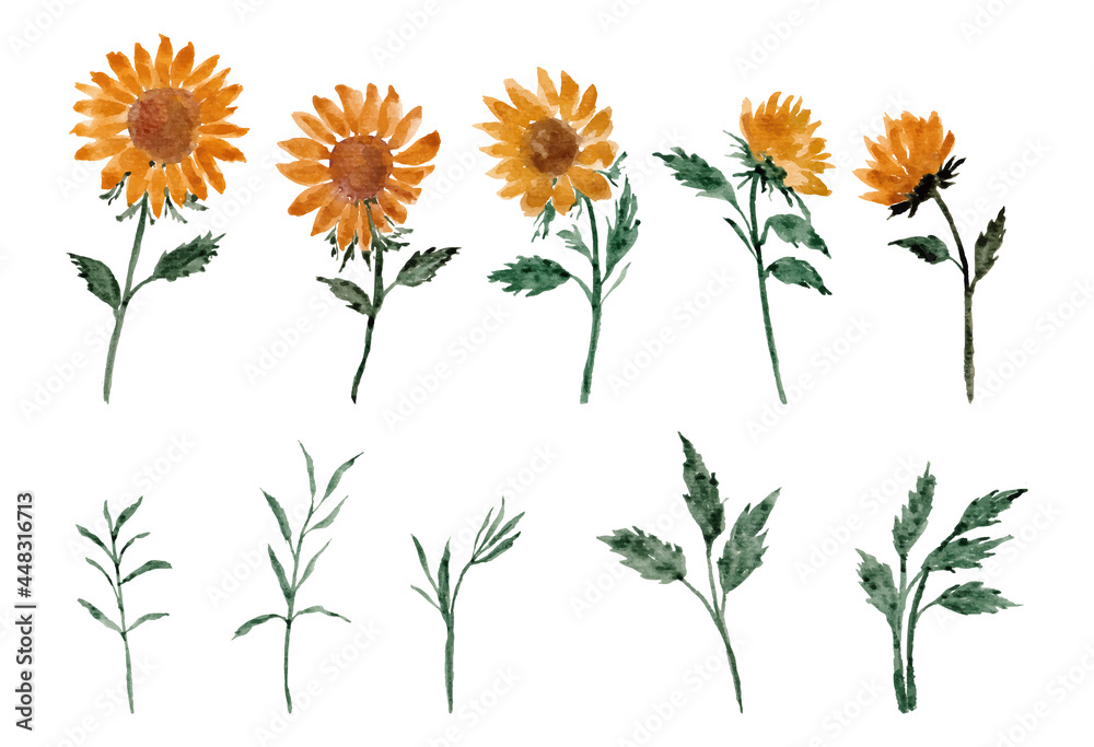 Fototapeta premium watercolor sunflower arrangement separated vector set