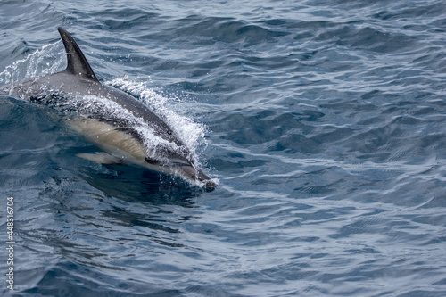 Photography dolphin jumping out of water