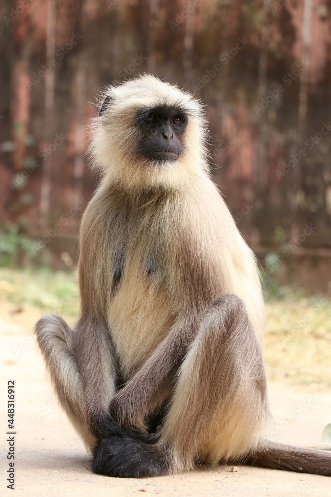Fototapeta premium portrait of a baboon