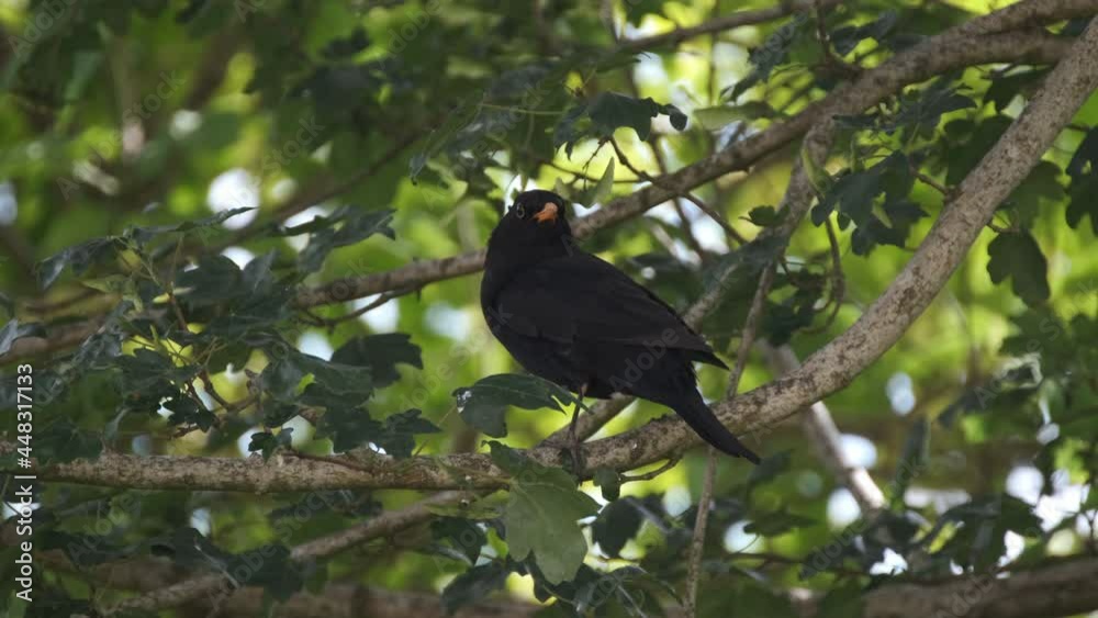 Blackbird in a tree on a spring evening in an English garden Blackbird in a tree on a spring evening in an English garden