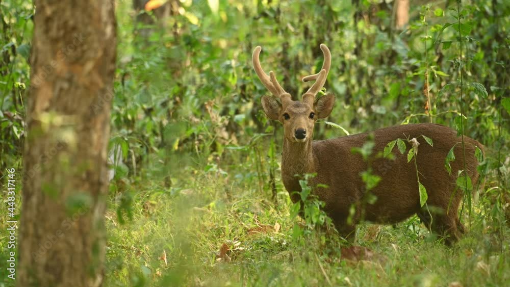 Close up shot of a spiritual animal Indian Hog Deer, Hyelaphus Porcinus, rapidly flapping its ears back and forth while staring at the camera at a wildlife sanctuary in Thailand. Close up shot of a spiritual animal Indian Hog Deer, Hyelaphus Porcinus, rapidly flapping its ears back and forth while staring at the camera at a wildlife sanctuary in Thailand.