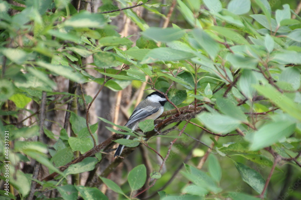 Chickadee In The Green, Gold Bar Park, Edmonton, Alberta Chickadee In The Green, Gold Bar Park, Edmonton, Alberta