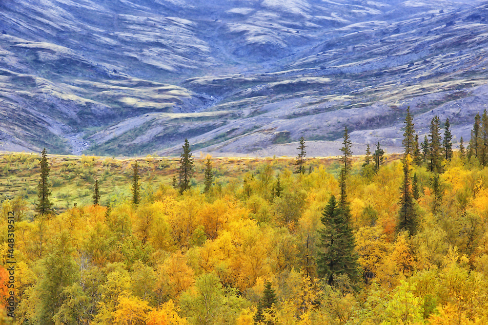 autumn forest mountains panorama, landscape trees, nature yellow season