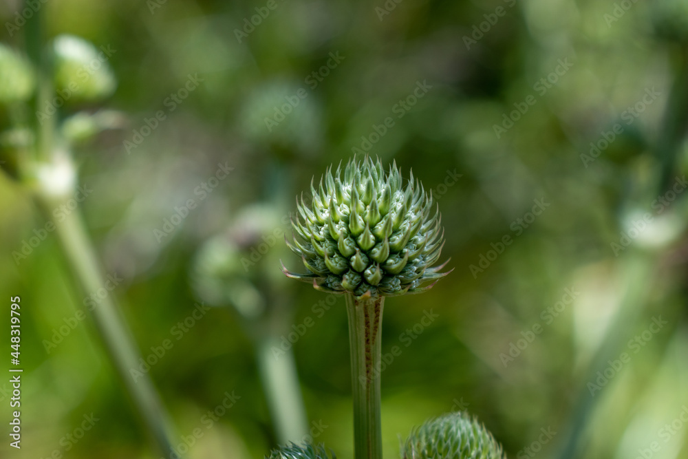 Gentle Thistle
