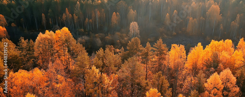 autumn forest taiga view from drone, yellow trees landscape nature fall