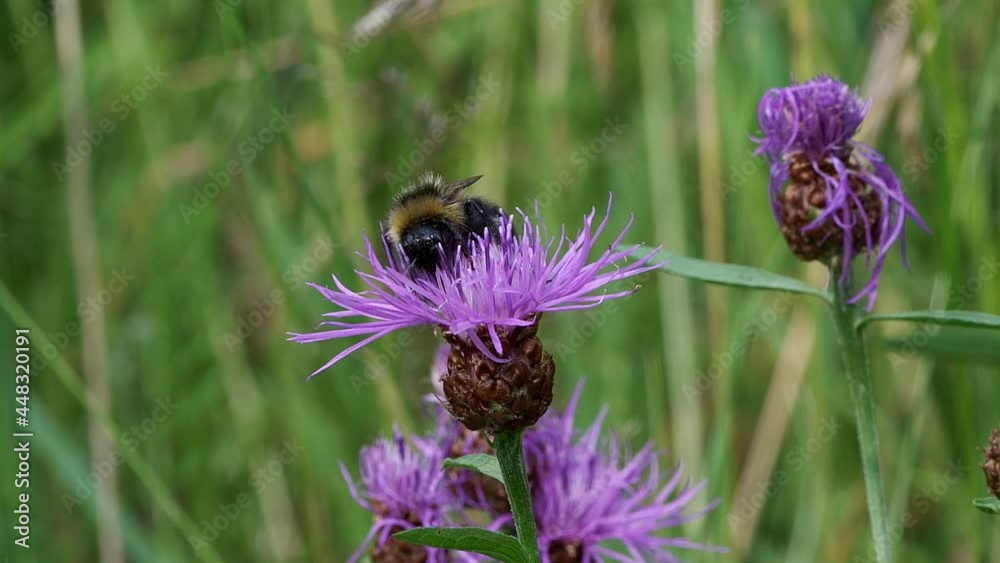 A bumblebee collects honey on a burdock flower. A bumblebee collects honey on a burdock flower.