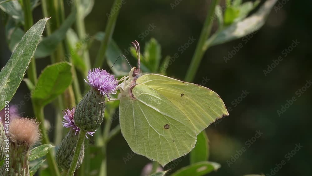Lemongrass butterfly collects nectar on a flower. Lemongrass butterfly collects nectar on a flower.