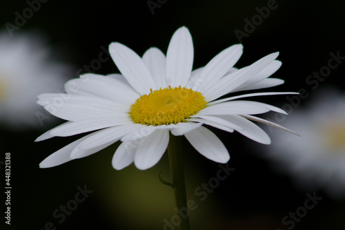 Shasta daisy in bloom during early summer.
