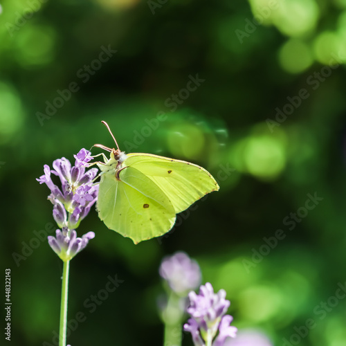 Beautiful yellow Gonepteryx rhamni or common brimstone butterfly on a purple lavender flower in a sunny garden. © OLAYOLA