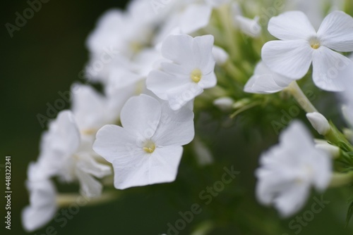 Phlox paniculata white flowers. Polemoniaceae perennial plant.