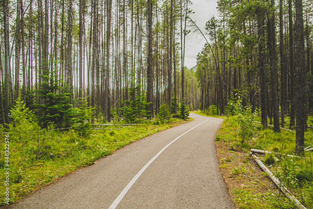 Fototapeta premium winding road through the woods