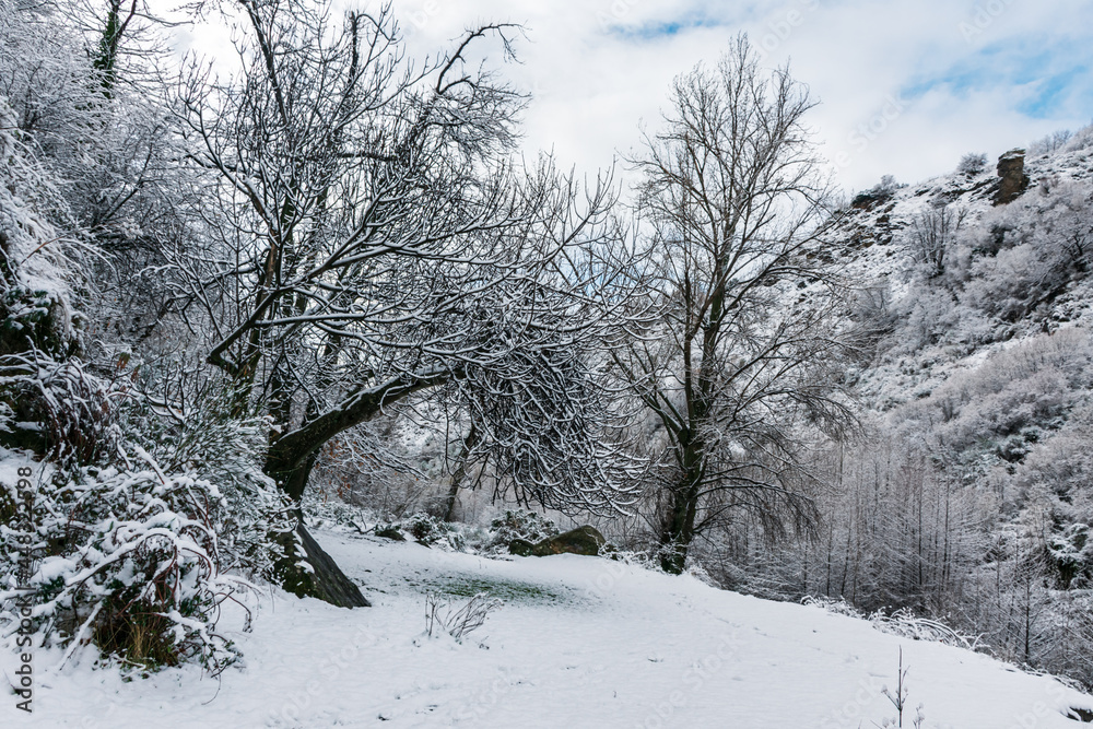 Landscape of a cold winter, with trees and mountains covered with a blanket of snow. Landscape of a cold winter, with trees and mountains covered with a blanket of snow.