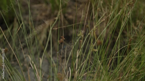 Dragonfly in Tall Grass - 4K photo