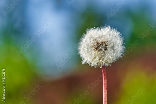 White ball of dandelion flower in rays of sunlight on colorful background